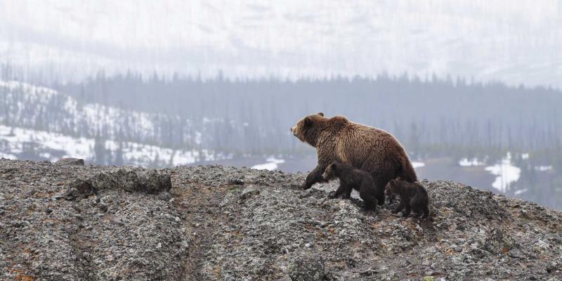 国际物流86全解析：清关、货运代理与捷球物流的专业解决方案