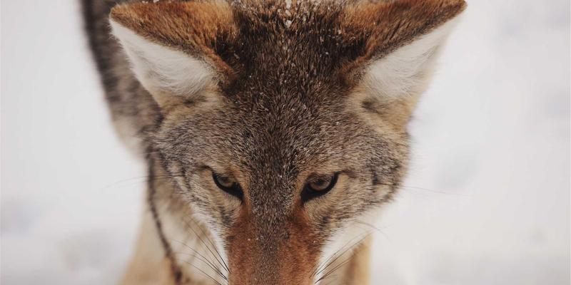 国际物流新格局：货运代理如何赋能全球贸易，以捷球物流为例解析专业服务