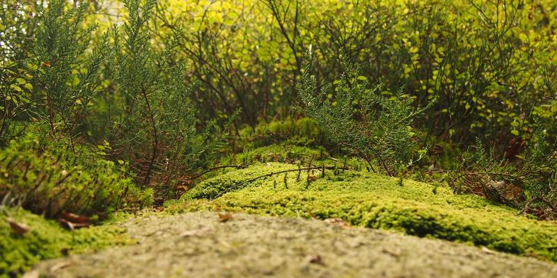 国际物流进阶指南：如何通过专业物流服务与高效清关构建全球供应链竞争力