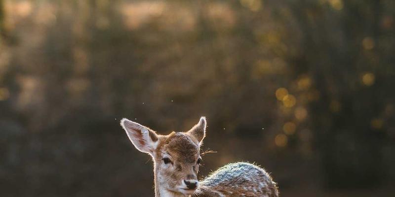 捷球物流专业解析：跨境电商海外仓选址、成本模型与本地化配送策略